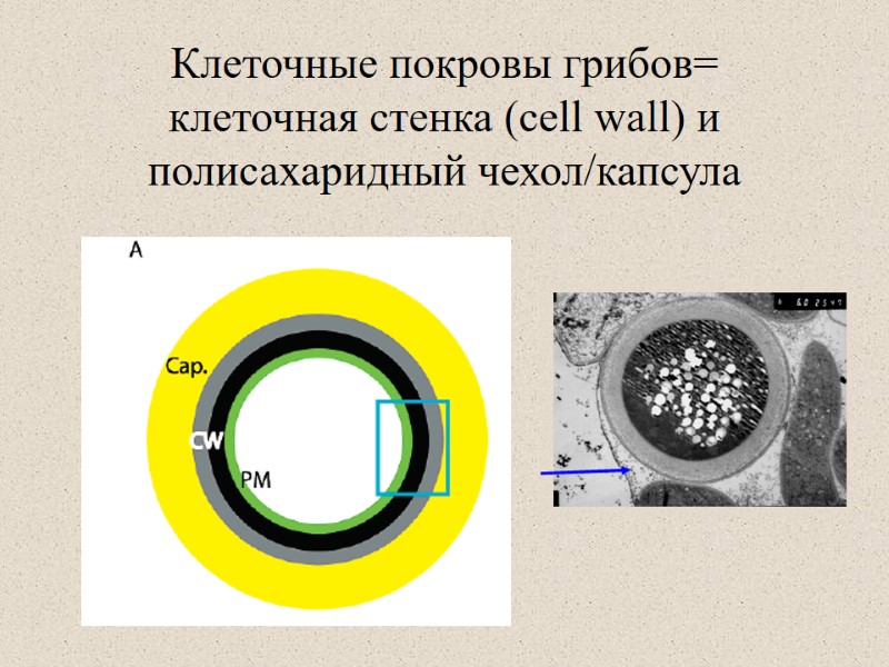 Клеточные покровы грибов= клеточная стенка (cell wall) и полисахаридный чехол/капсула